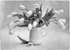 Linda Jackson - Tulips - Sweetman Trophy for best monochrome image.jpg